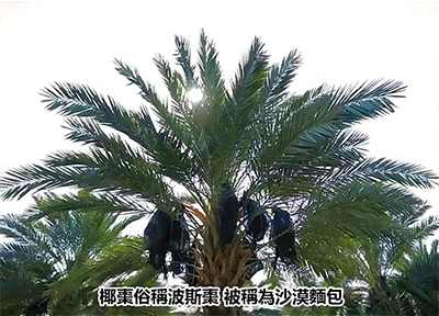 14.gif